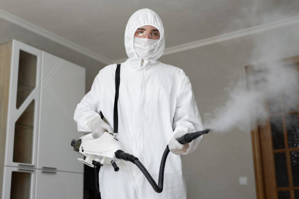 Best Mold Odor Removal Services  in Mapleton, IA